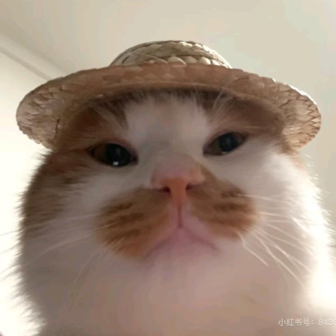 谷鱼