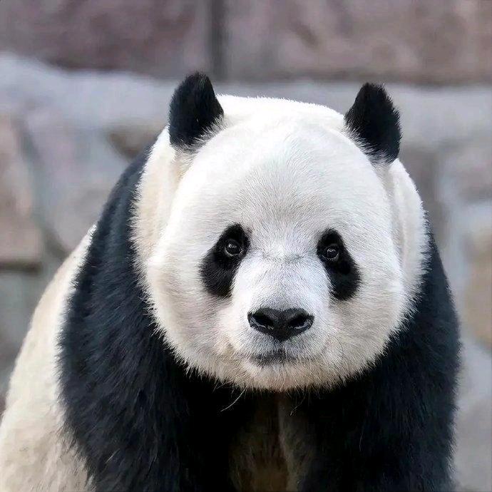赵肆小姐 ᥫᩣ 🐼
