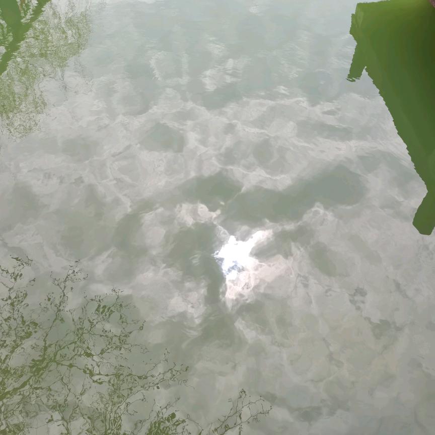 没有熊猫的竹子