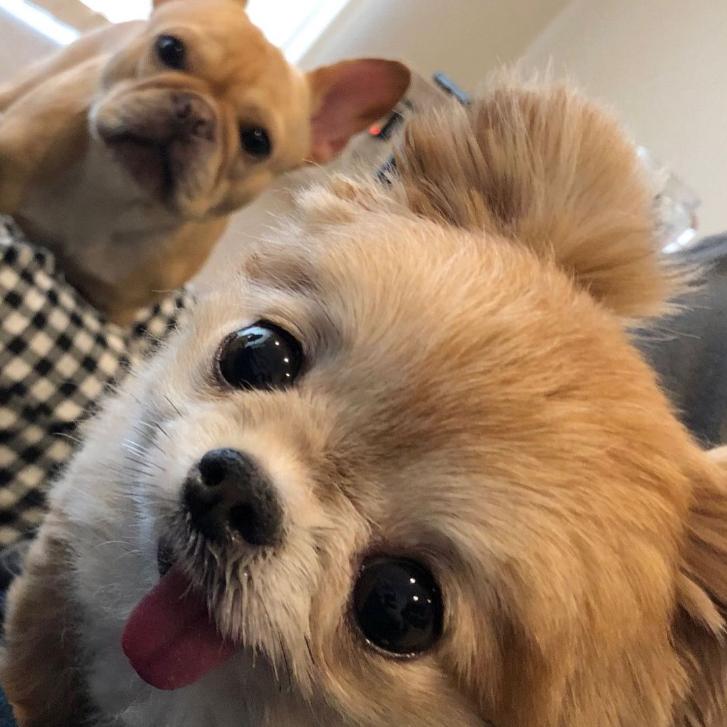 狗蛋_汉格瑞®️