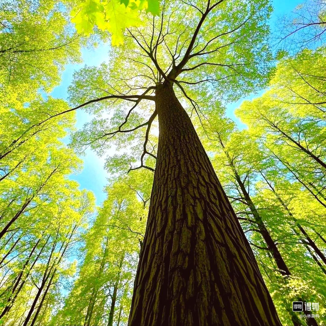 让风去聆听你的想法