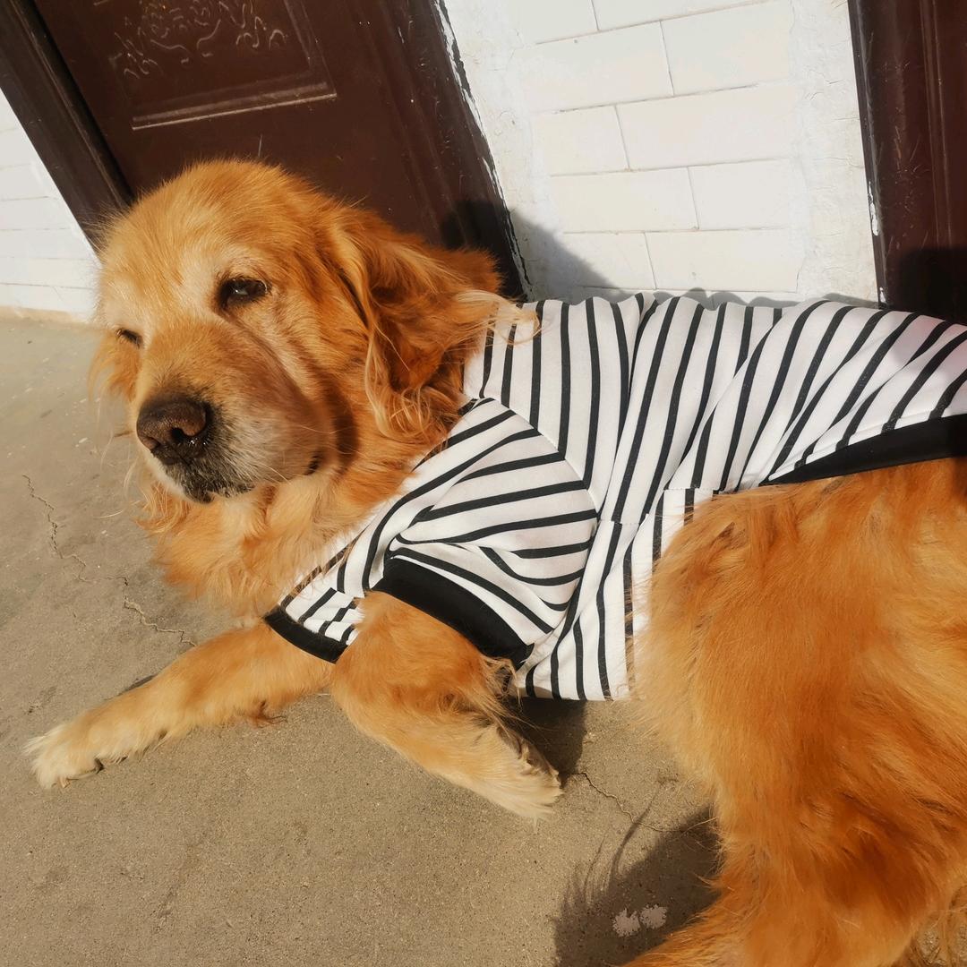 一只大金毛！！！