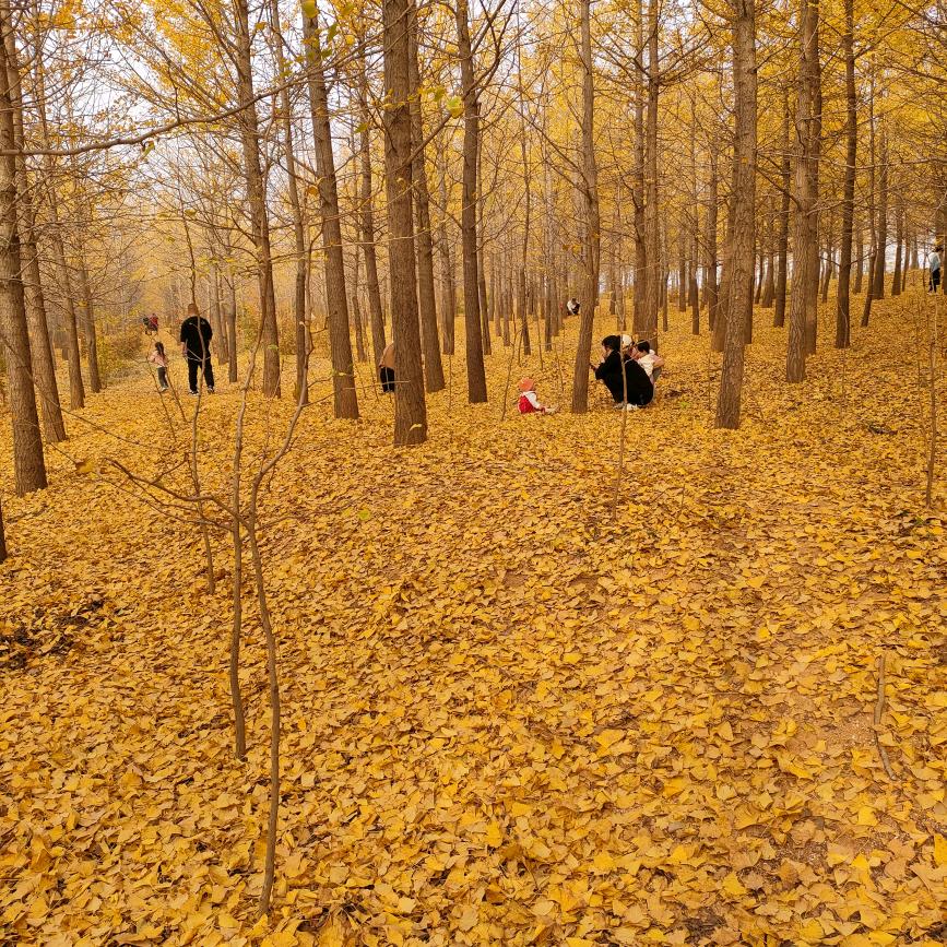 云轻风淡
