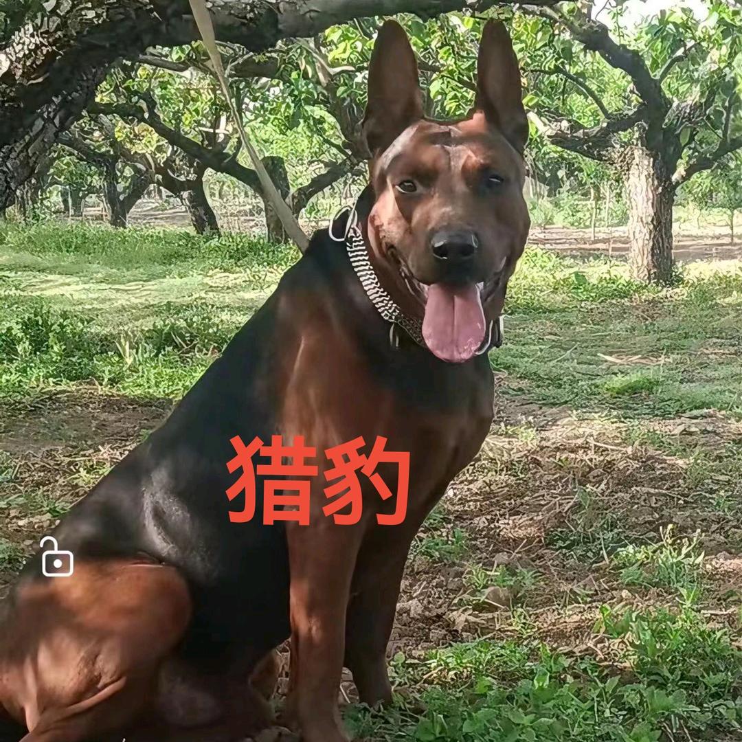 硬汉莱州红