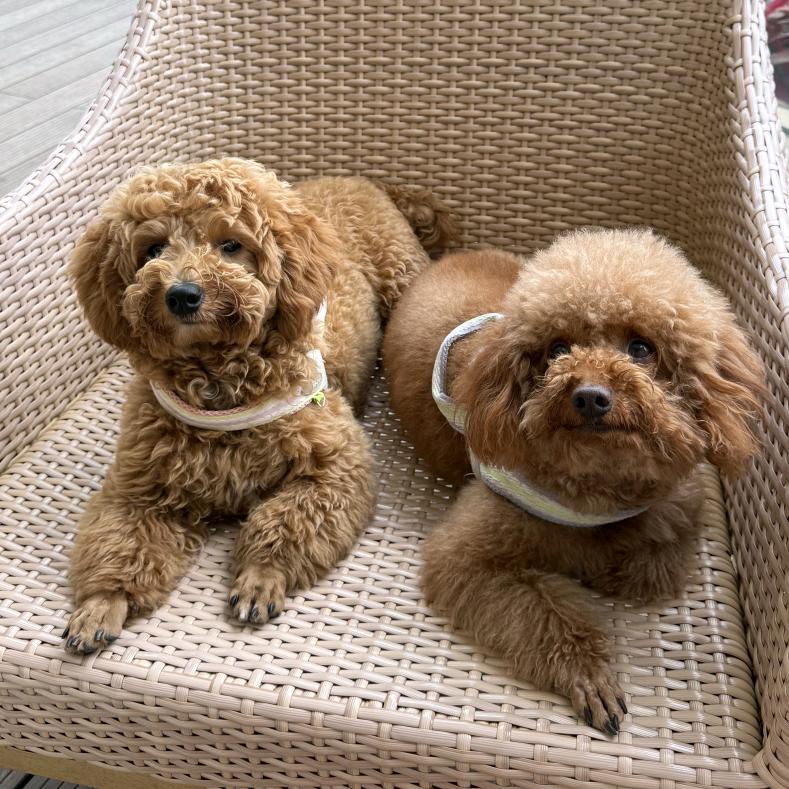 ✨✨🐶🐶✨✨