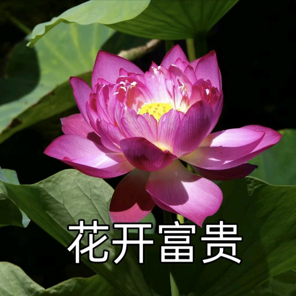 花开富贵。