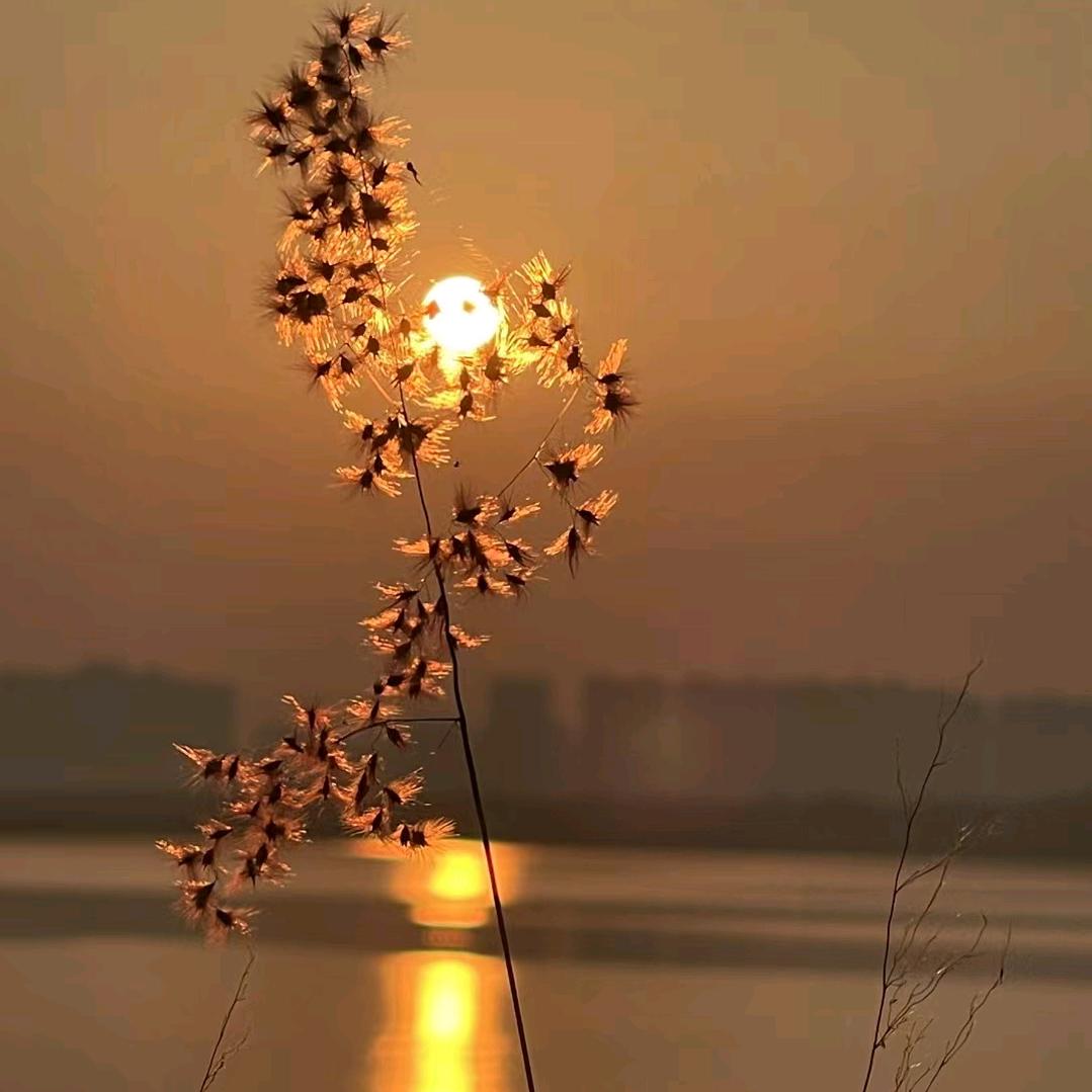 迷恋太阳的花儿