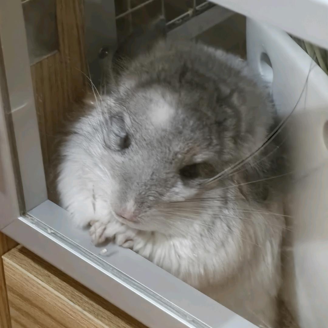 （承禧）多多嘞