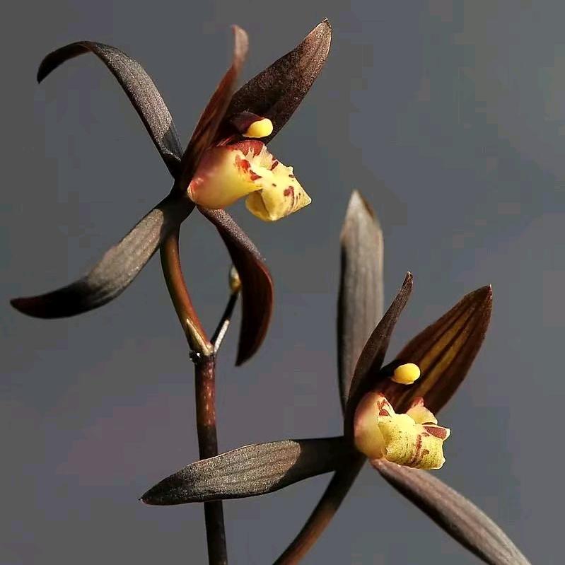 胖嫂花蒲绿植直销