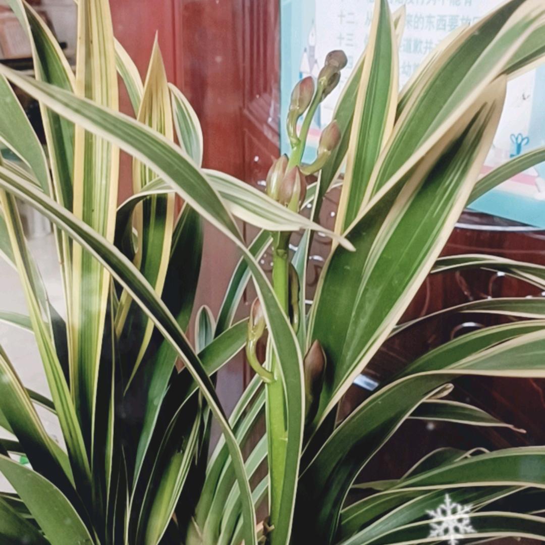 蓬莱时