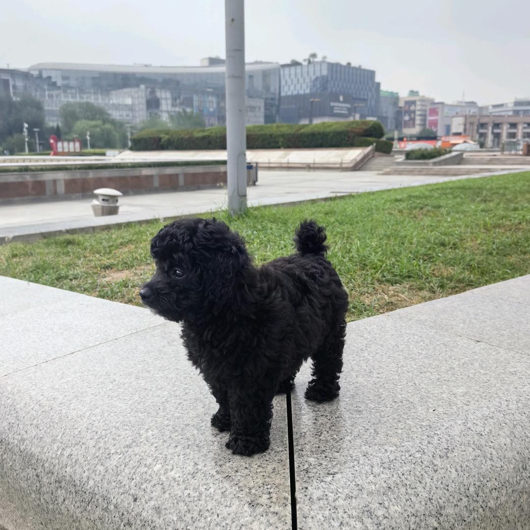 泉城大帅