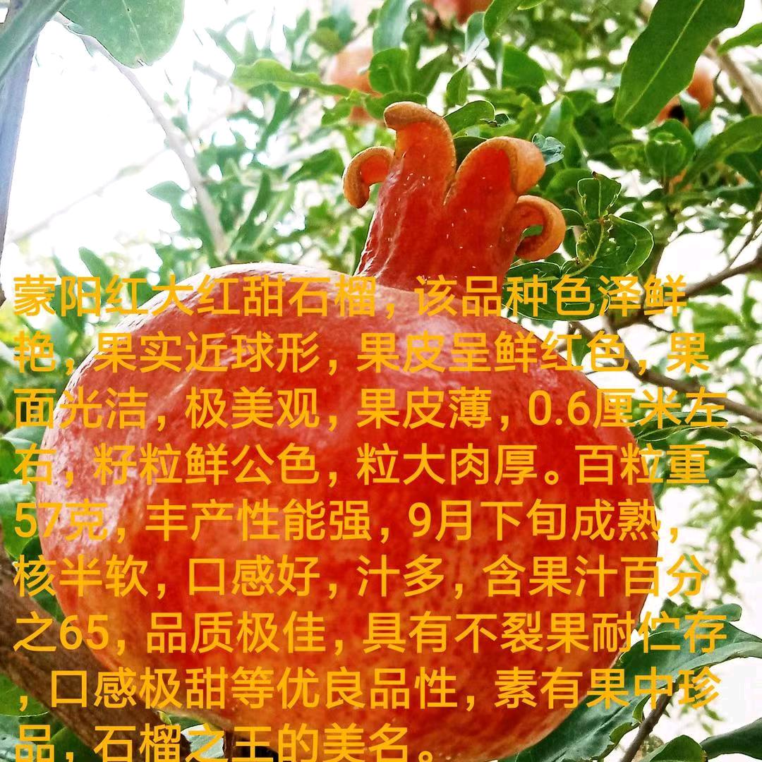 时茂圣通果树苗木专卖店