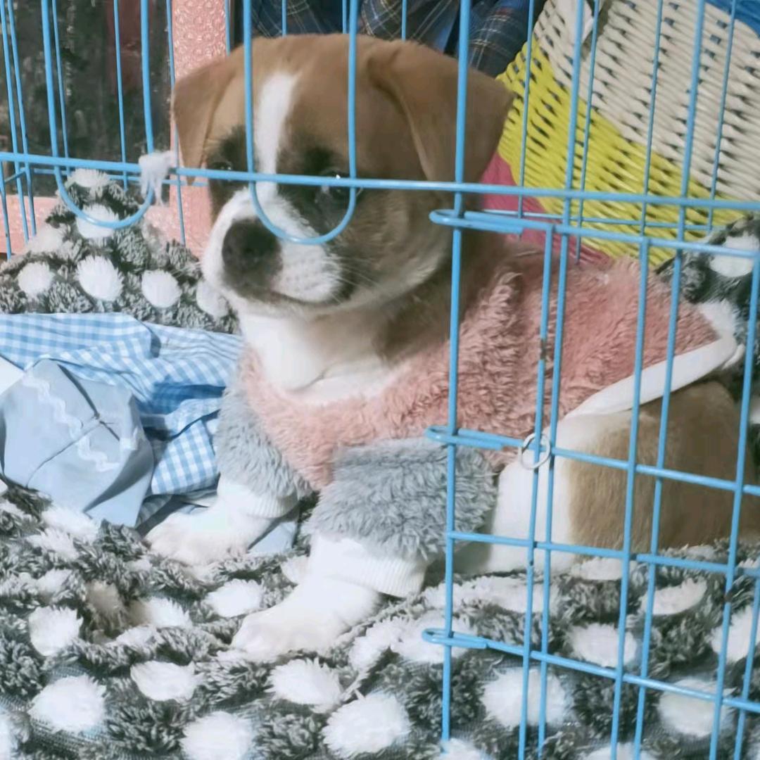 阿文