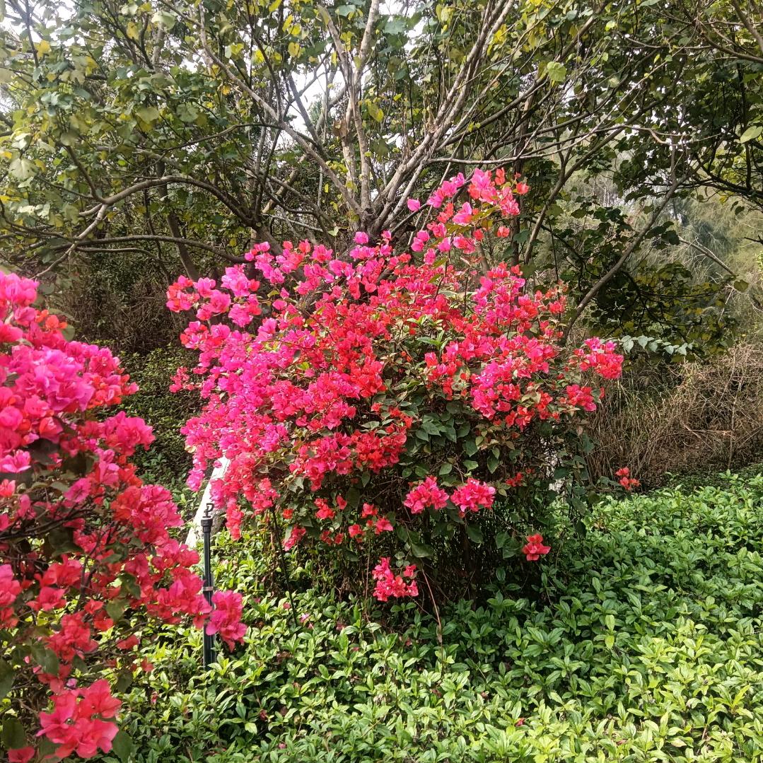 漠哥,战狼