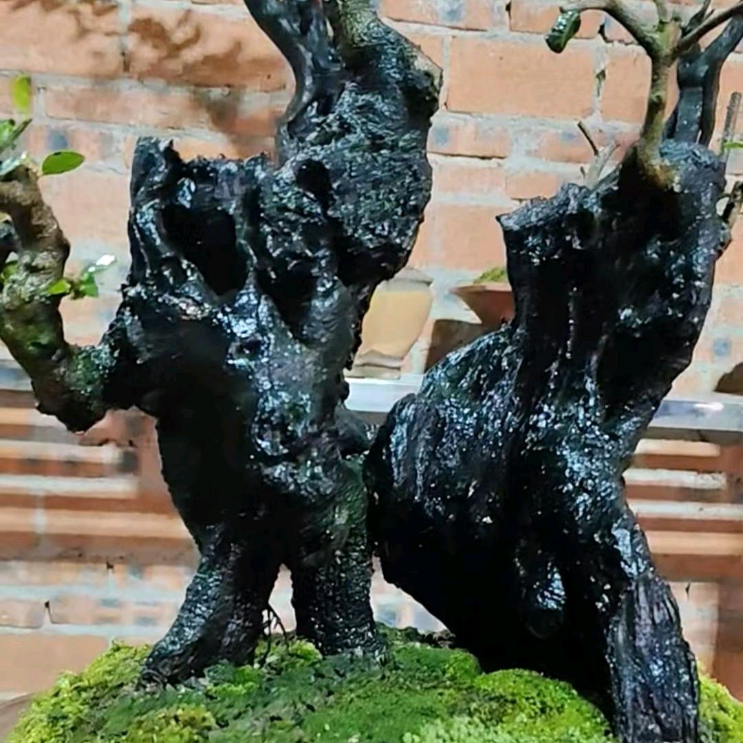 永川园艺小号