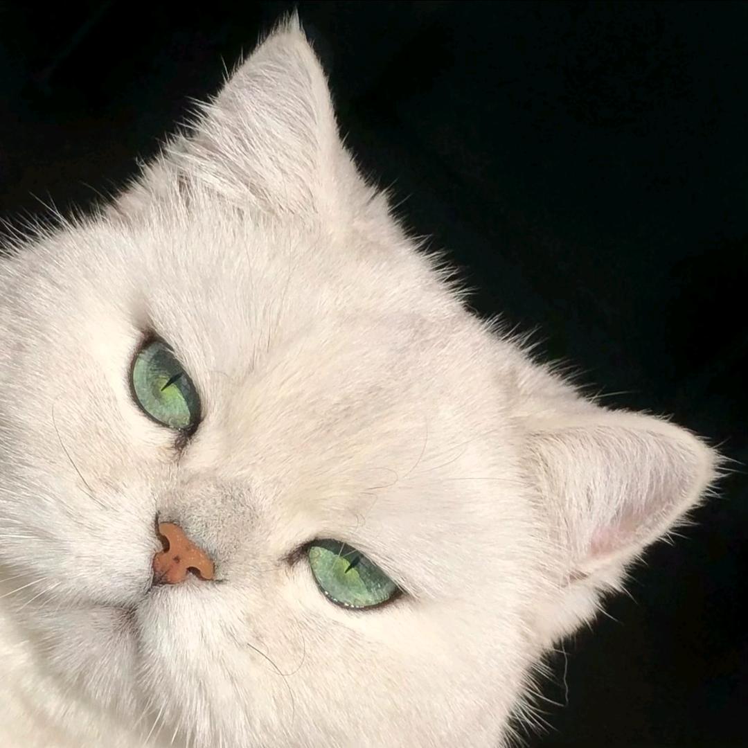 只是一只普通玩家