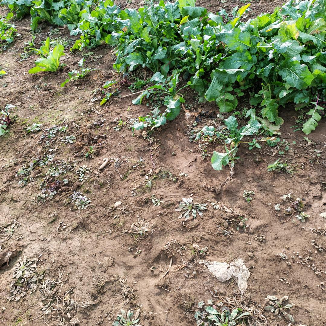 是电饭锅哼哼唧唧