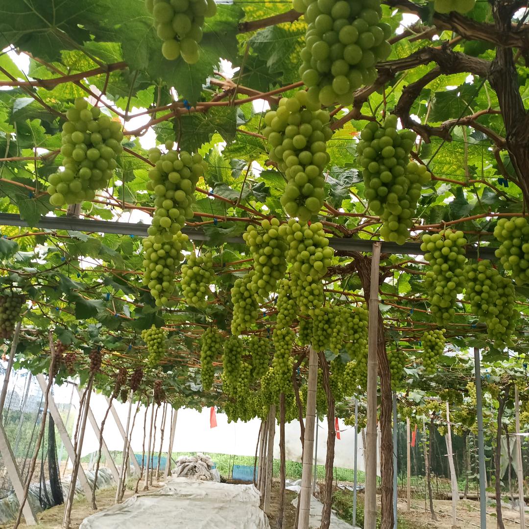 🍮清茶🍷苦酒