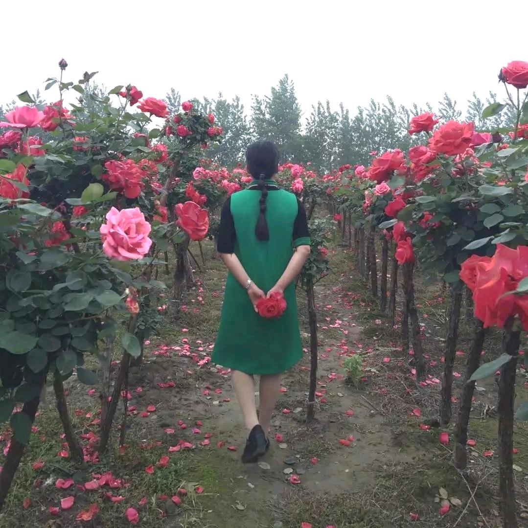 园林苗圃李姐