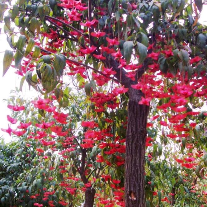 心宽无处不桃源