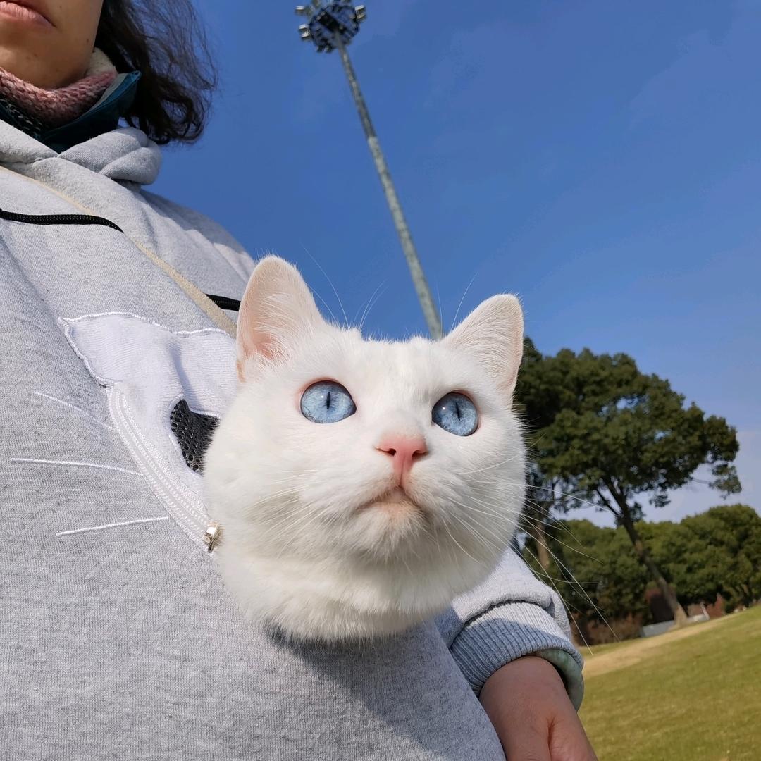 噬元兽和哮天犬