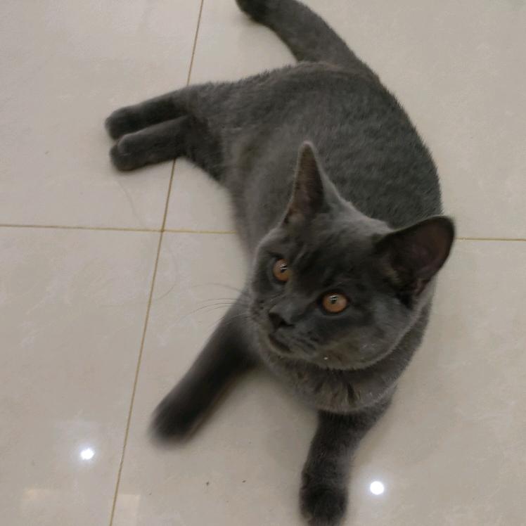 宠一点木薯猫砂厂家直销