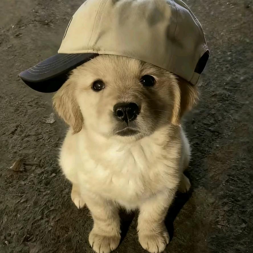 组团火烧神厕🍬