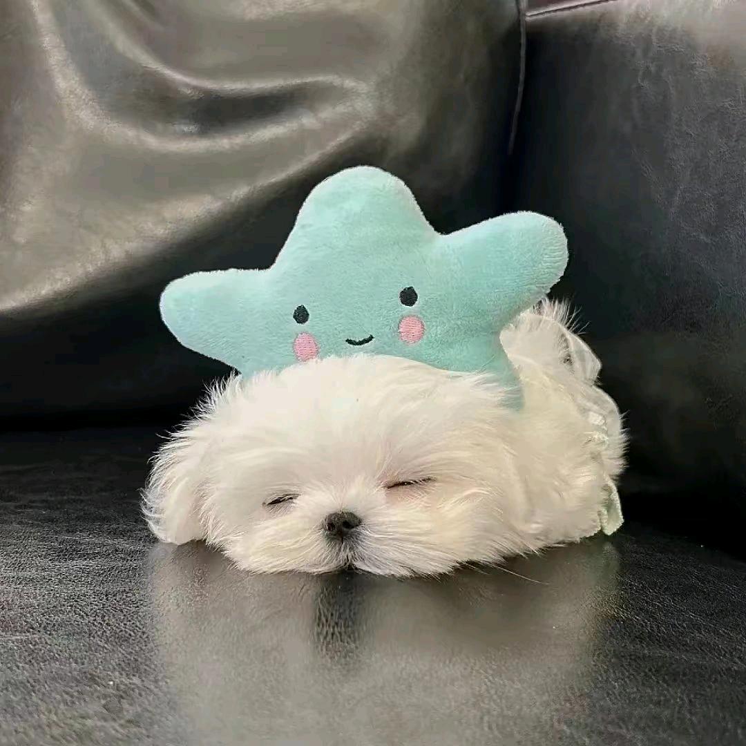 尔不语
