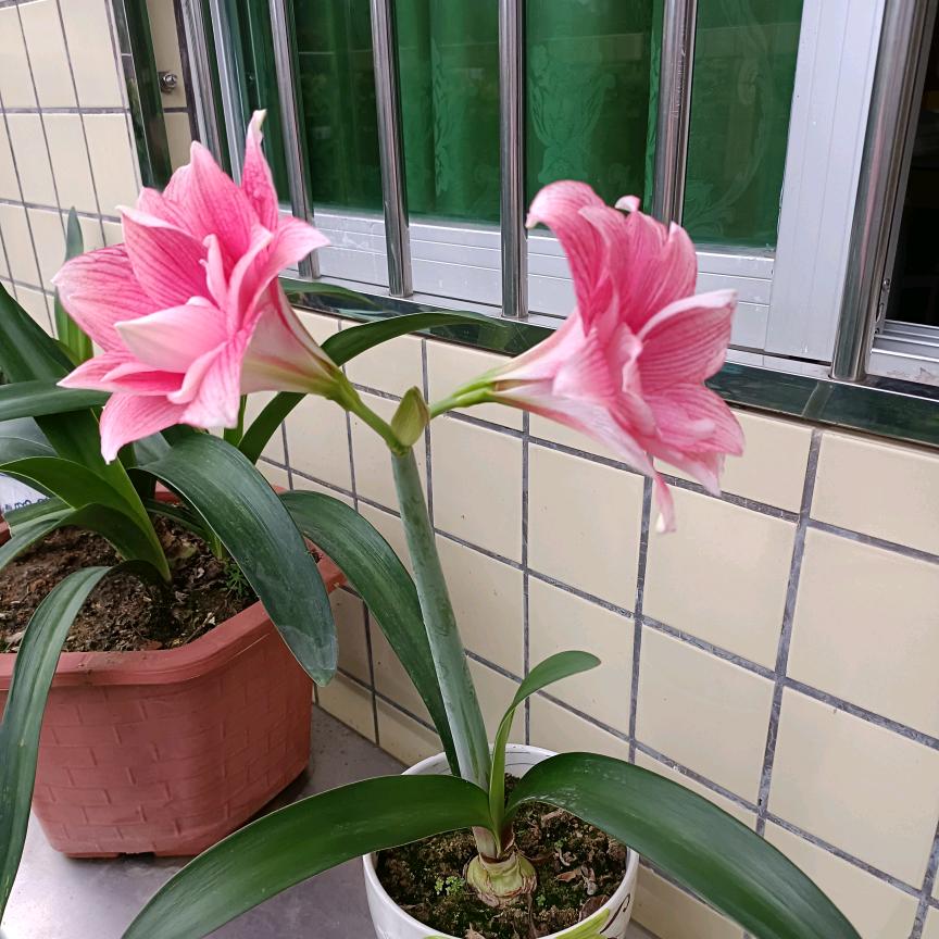 两小只