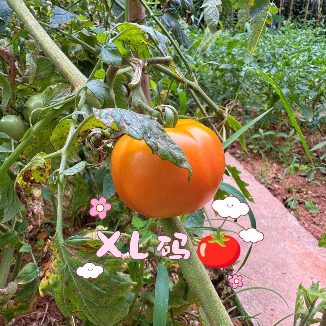 东驿竹园幼儿园