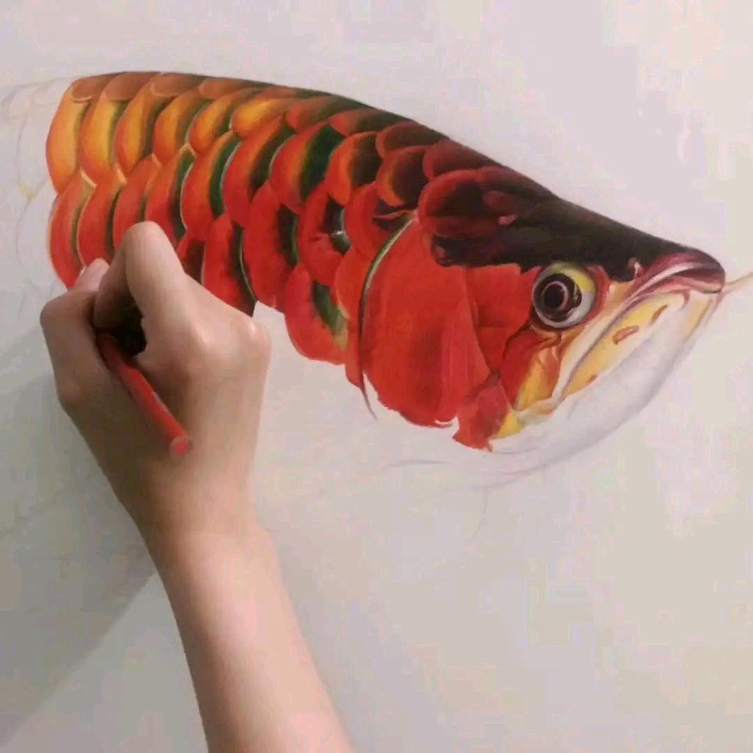 小夏爱养鱼