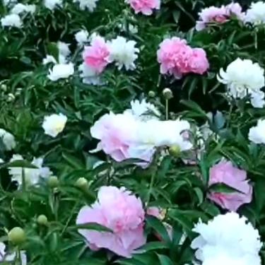 梅花花