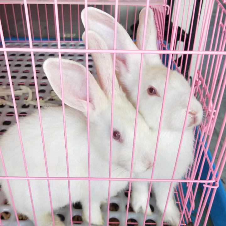 🐰🐰好运来🌈🌈🌈