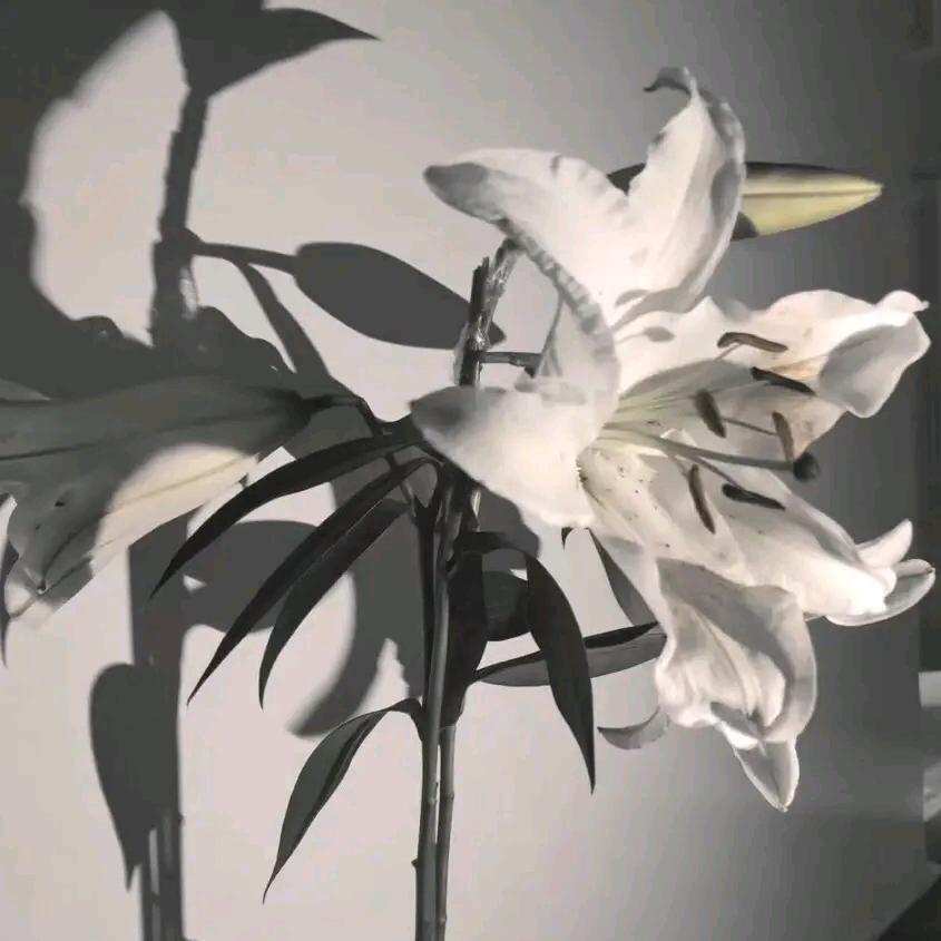 鹏禹Z🕊️