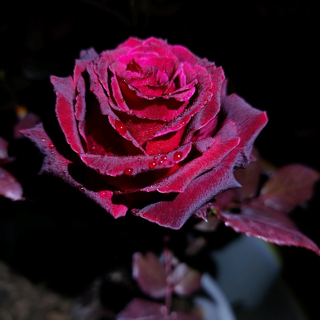晓荷的月季花