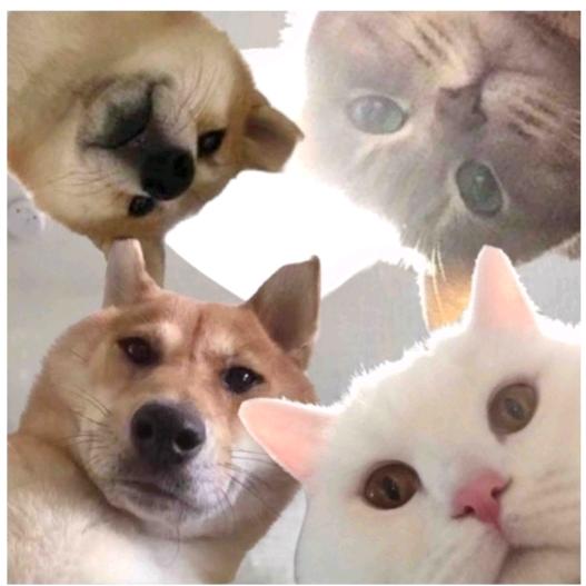 妞妞