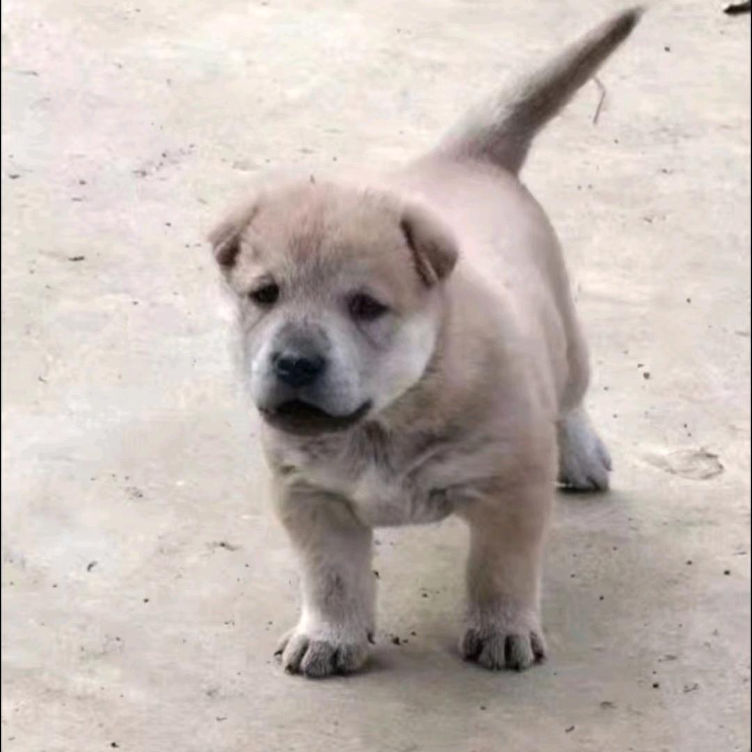 广西田园犬01