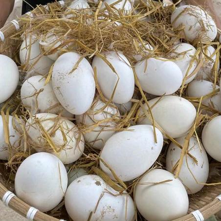 大白鹅养殖二厂