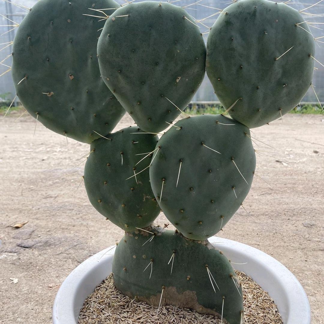 牧狼人
