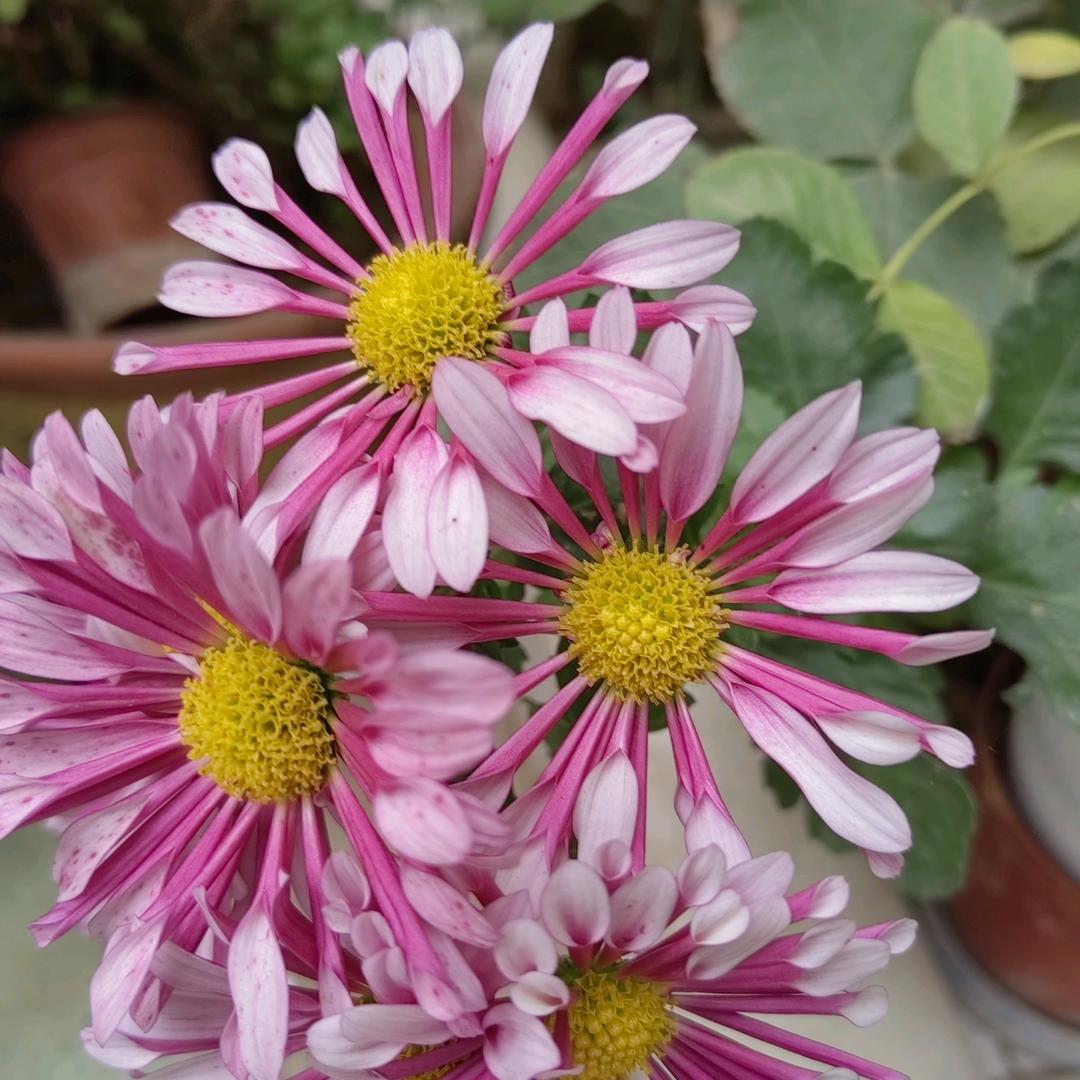 靓丽多彩（拒私聊）