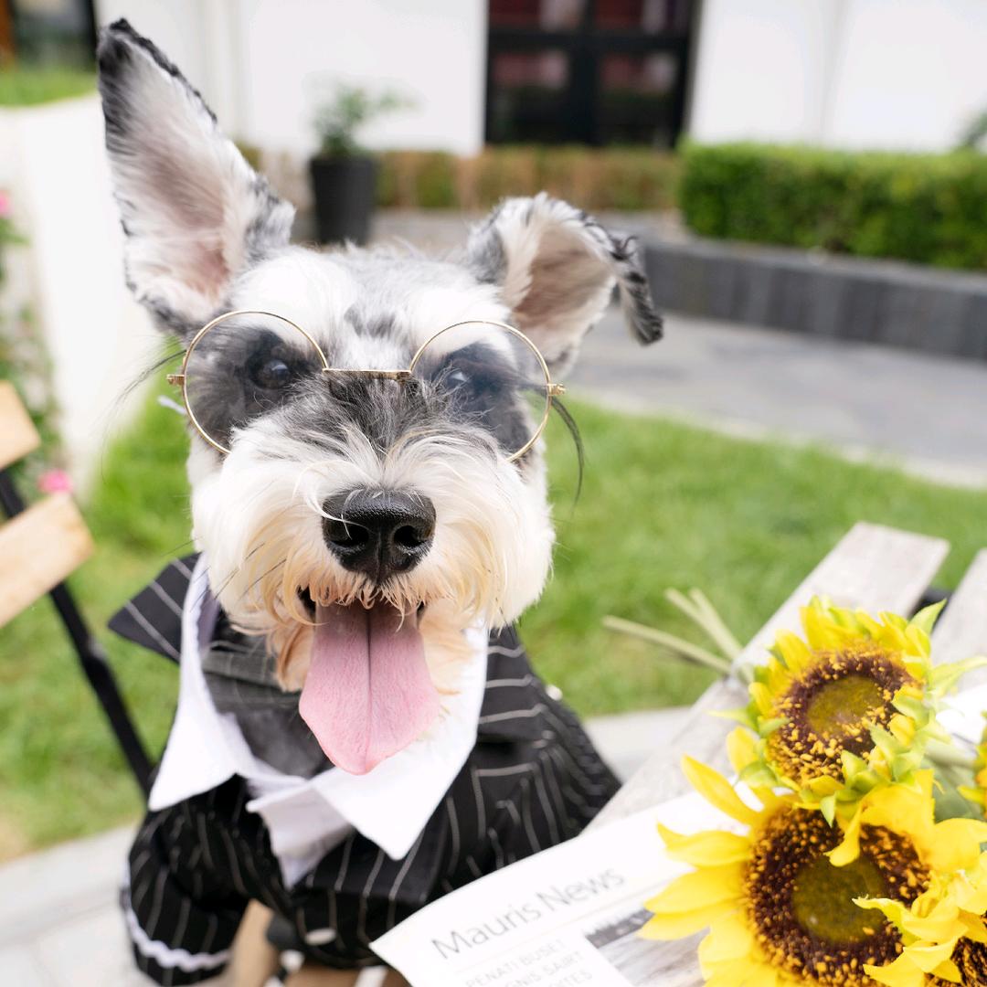 小王子是个雪纳瑞