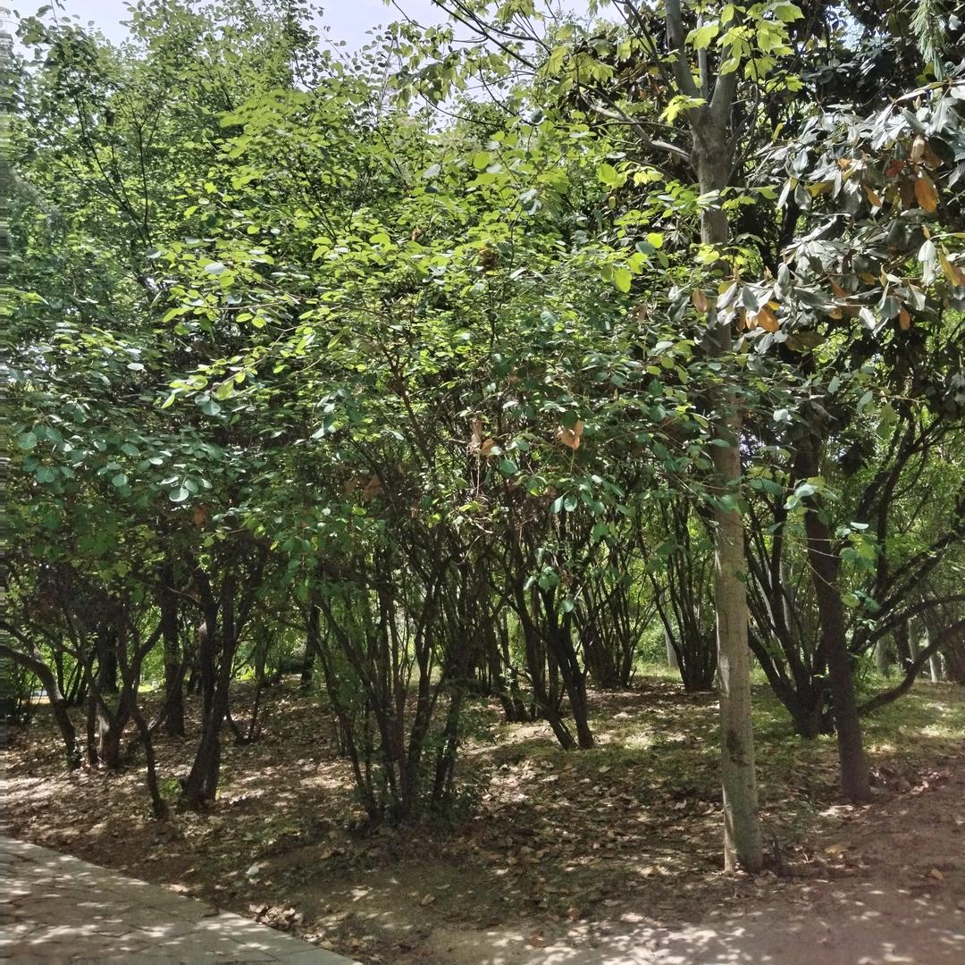 小小虫