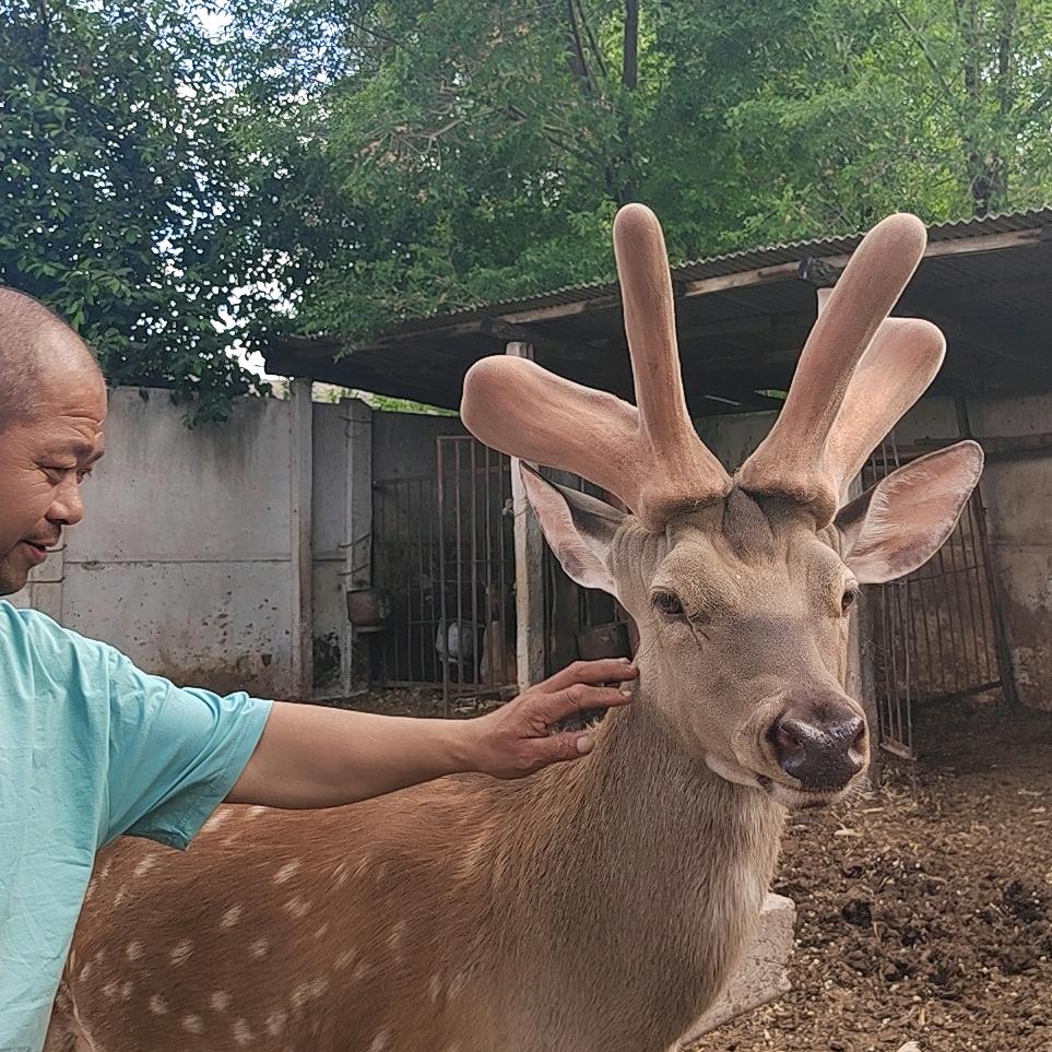 梅花鹿养殖基地🦌