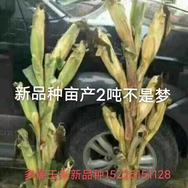 农民种地致富好品种