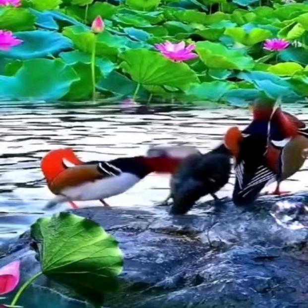 用户2011231829761