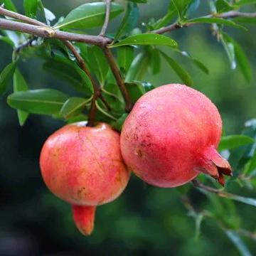 万卉锦林苗圃基地
