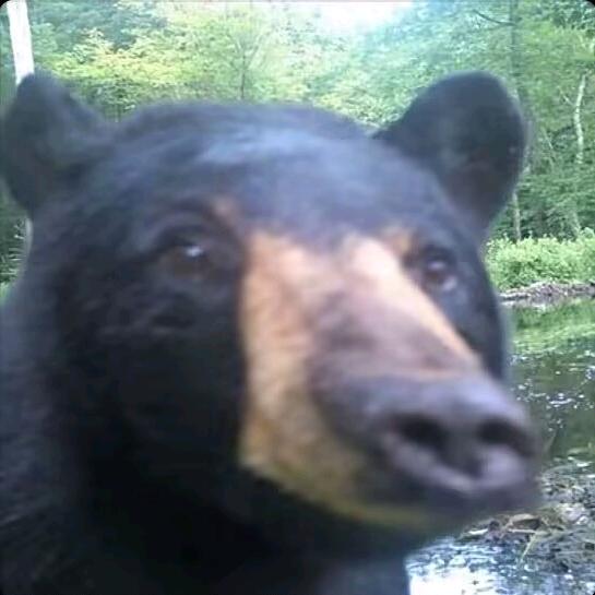 哈基🐻