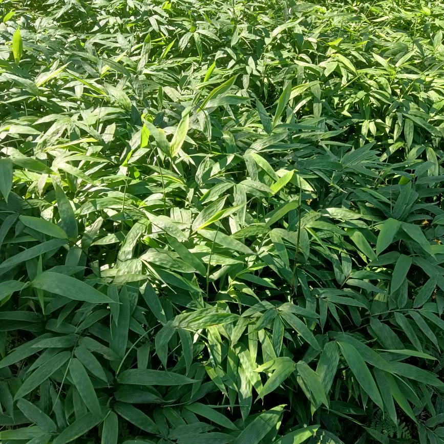 邹三姐天青色等烟雨