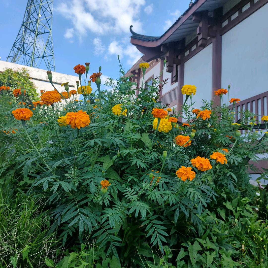 露露精选
