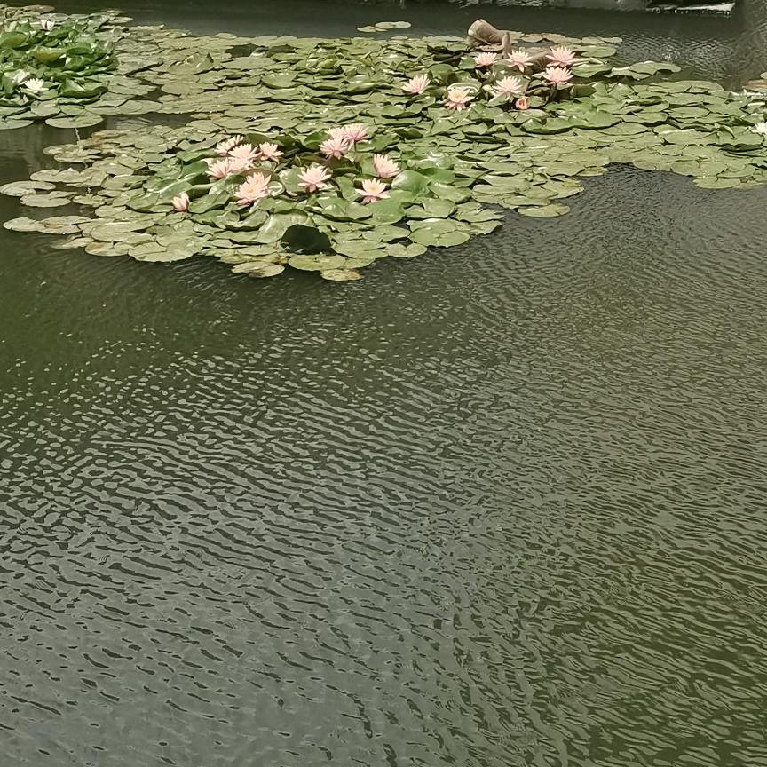 《云畔雾隐花》